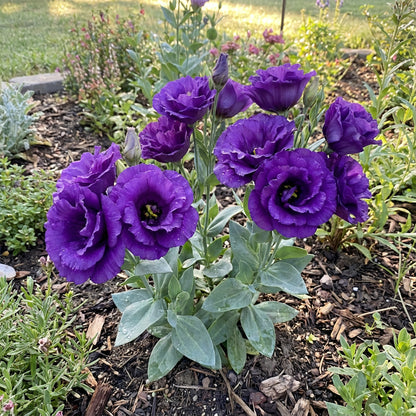 Eustoma Flower Seeds for Planting - Volite Variety