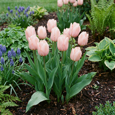 Light Pink Tulip Flower Seeds for Planting