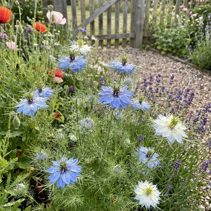 Love-in-a-Mist Flower Seeds for Planting  Nigella Damascena