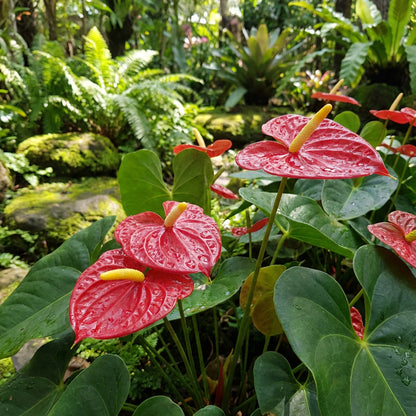 Anthurium Andraeanu Flower Seeds for a Vibrant Indoor Garden
