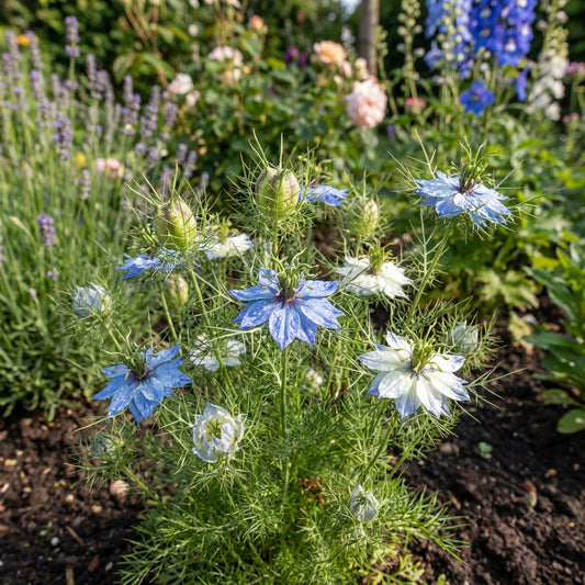 Love-in-a-Mist Flower Seeds for Planting  Nigella Damascena