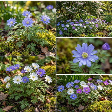 Anemone Blanda Seeds for Planting: Vibrant Flower Seeds