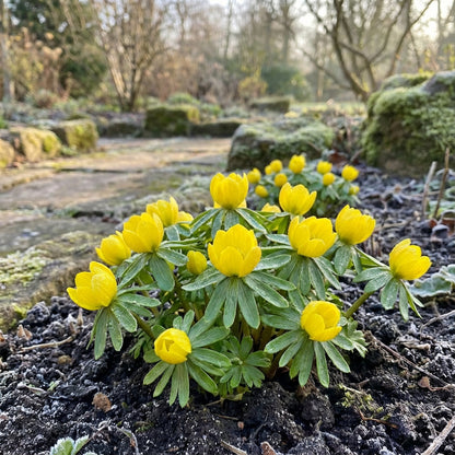 Hyemalis Flower Seeds  Planting Guide for Healthy Growth