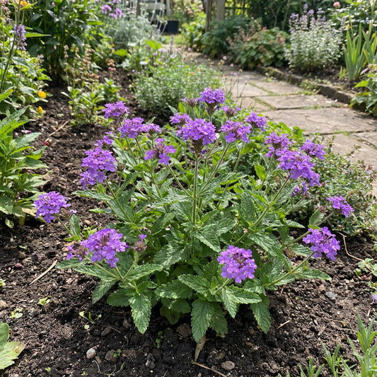 Purple Verbena Flower Seeds for Vibrant Garden Planting