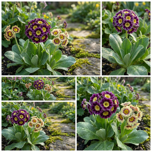 Aurikel Flower Planting Instructions - Seeds Included