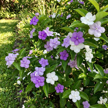 Brunfelsia Flower Seeds: Planting Guide for Successful Growth