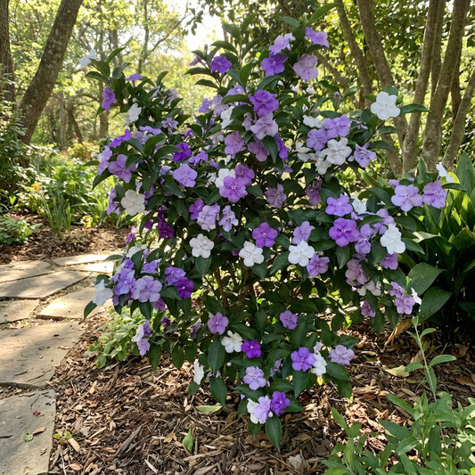 Brunfelsia Flower Seeds: Planting Guide for Successful Growth