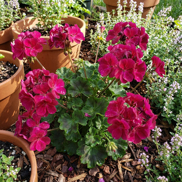 Pelargonium Dark Pink Flower Seeds  Easy-to-Grow Annual for Garden
