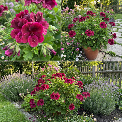 Pelargonium Dark Pink Flower Seeds  Easy-to-Grow Annual for Garden