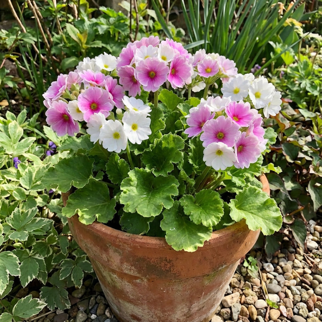 Obconica Flower Seeds | Perfect for Spring Planting