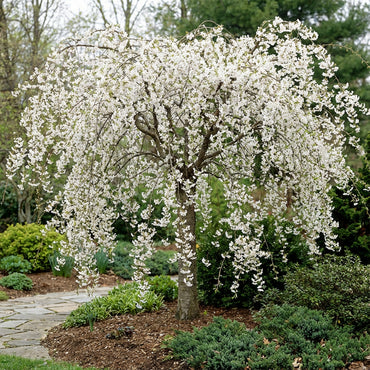 White Weeping Tree Seeds for Planting  Seed for Elegant Garden Focal Points and Graceful Landscaping Enhancements