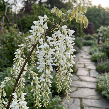 White Weeping Tree Seeds for Planting  Seed for Elegant Garden Focal Points and Graceful Landscaping Enhancements