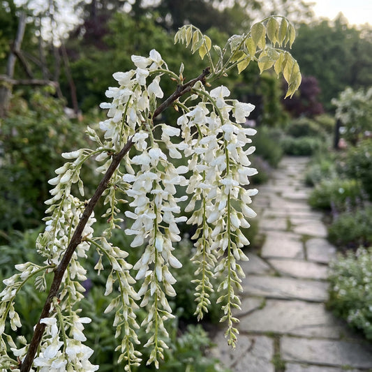 White Weeping Tree Seeds for Planting  Seed for Elegant Garden Focal Points and Graceful Landscaping Enhancements