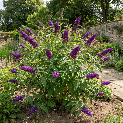 Bush Buddleia Flower Seeds Planting Guide