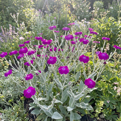 Violet Lychnis Flower Seeds - Stunning Blooms for Your Garden