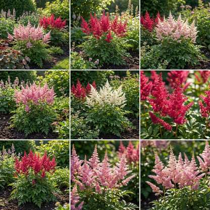 Astilbe Flower Seeds for Planting