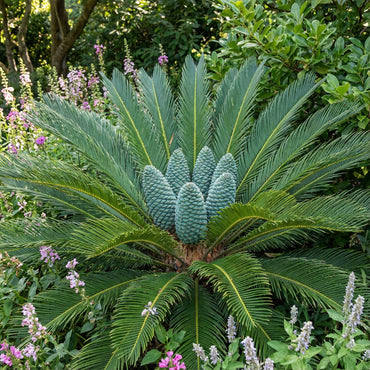 Planting Guide for Blue Cycas Seeds