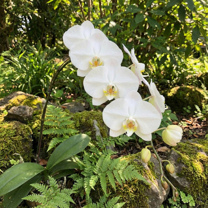 White Phalaenopsis Orchid Seeds for Easy Planting