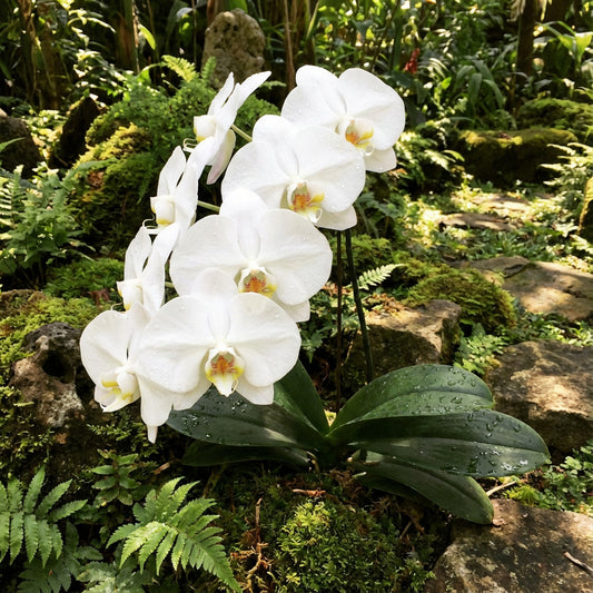White Phalaenopsis Orchid Seeds for Easy Planting