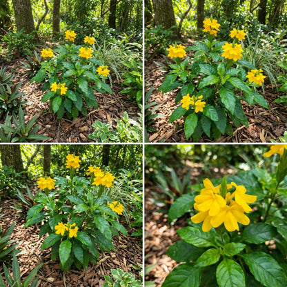 Yellow Crossandra Flower Seeds for Lush Blooms - Perfect Addition to Your Garden Collection
