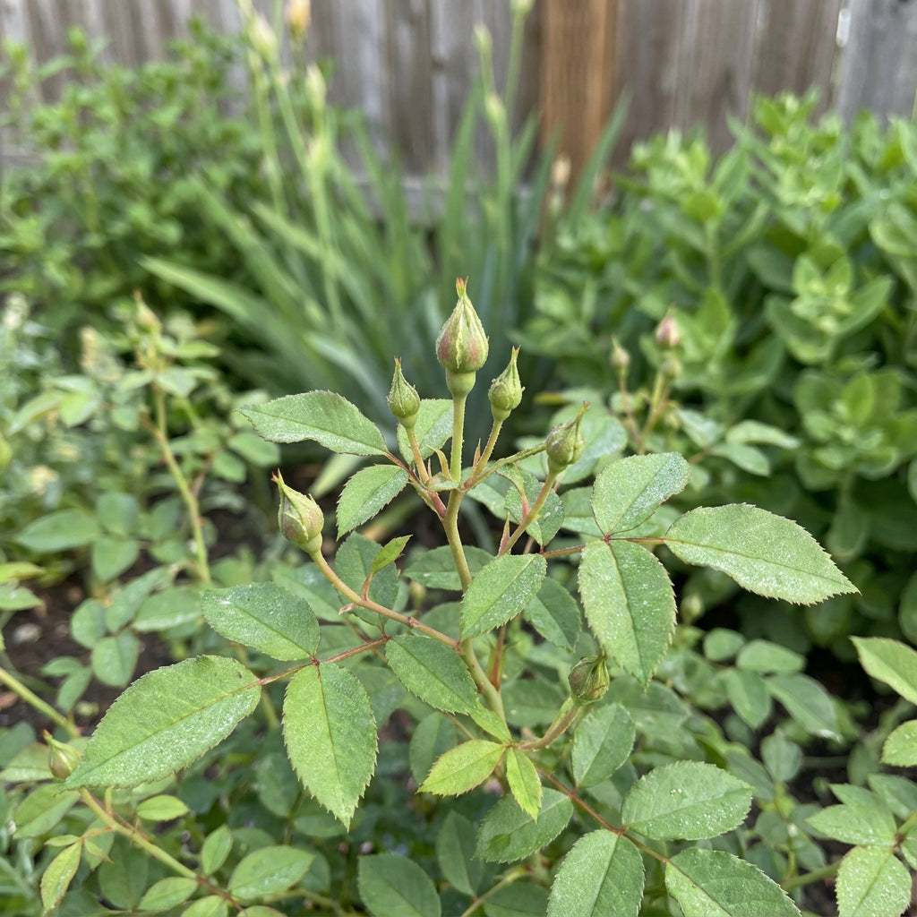 Rose Flower Seeds for Easy Planting - Grow Stunning Blooms at Home