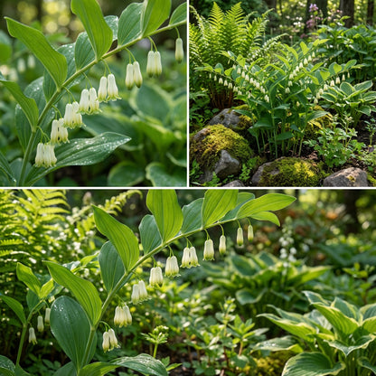 Solomon's Plant Seeds for Thriving Gardens - Seed for Vibrant Growth and Abundant Blooms