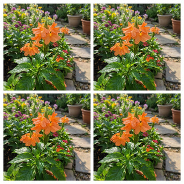 Crossandra Semi Flower Seeds Planting Guide for Vibrant Blooms and Lush Greenery