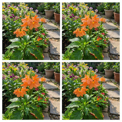 Crossandra Semi Flower Seeds Planting Guide for Vibrant Blooms and Lush Greenery