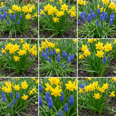 Daffodils Flower Seeds - Blue and Yellow Mix for Garden Planting