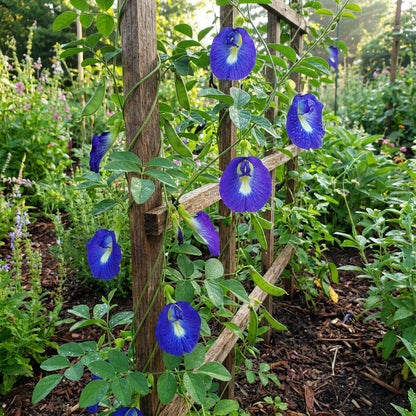 Planting Guide for Blue Clitoria Flower Seeds
