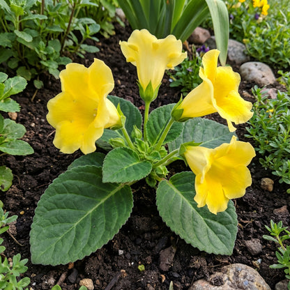 Yellow Gloxinia Flower Seeds Planting