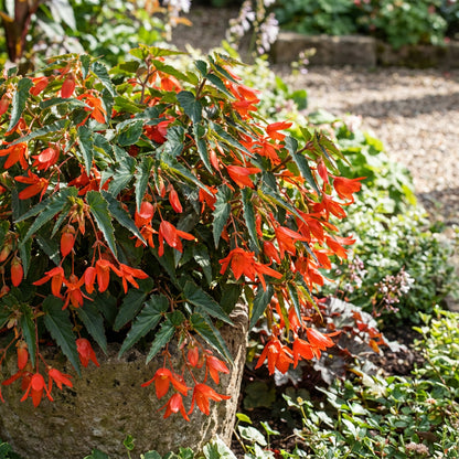 Buy Begonia Boliviensis Seeds for Planting  Vibrant Biennials for All Seasons