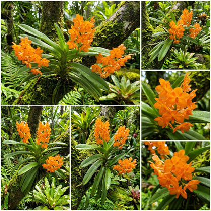 Ascocentrum Ampullaceum Orange Flower Seeds  Easy Planting