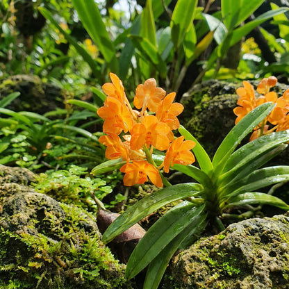 Ascocentrum Ampullaceum Orange Flower Seeds  Easy Planting