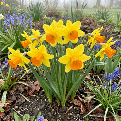 Daffodils Flower Seeds for Planting  Bright Orange & Yellow Perennials