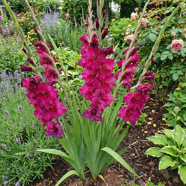 Dark Pink Gladiolus Flower Seeds  Perfect for Summer Planting