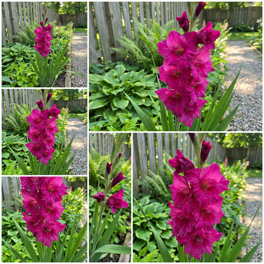 Dark Pink Gladiolus Flower Seeds  Perfect for Summer Planting