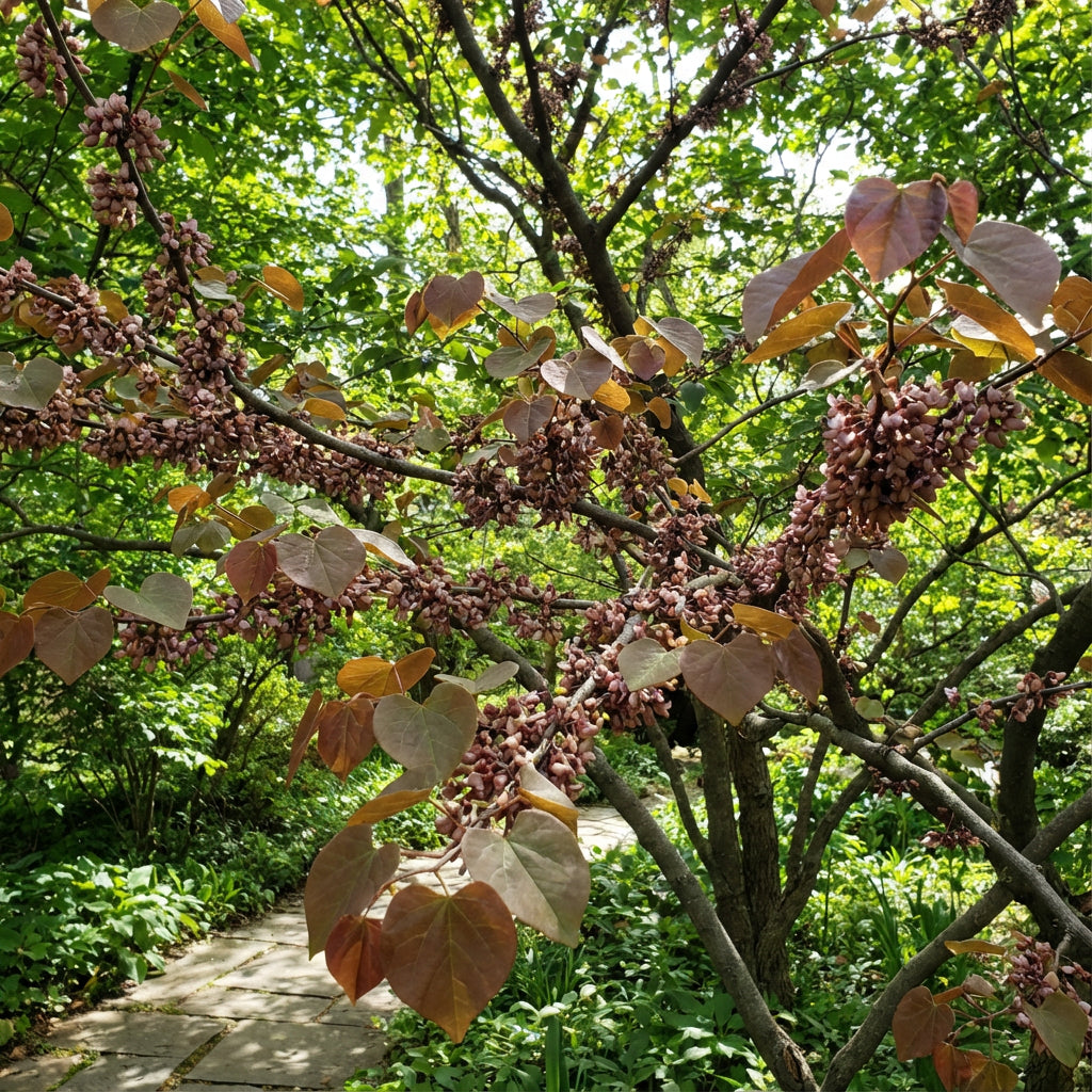 Planting Guide for Brown Redbud Tree Seeds