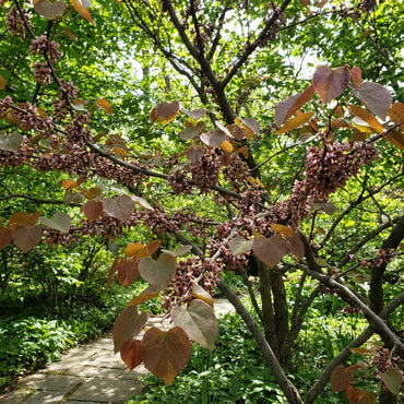 Planting Guide for Brown Redbud Tree Seeds
