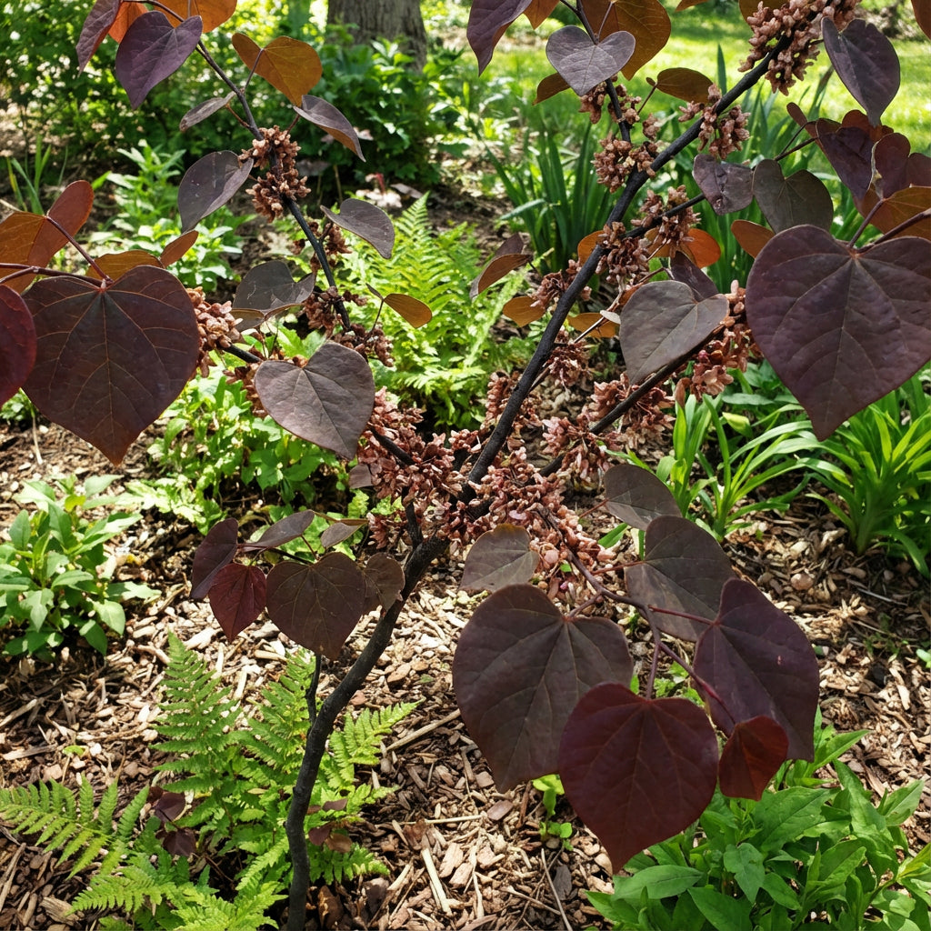 Planting Guide for Brown Redbud Tree Seeds
