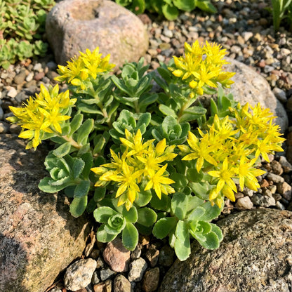 Yellow Stonecrop Flower Seeds Planting