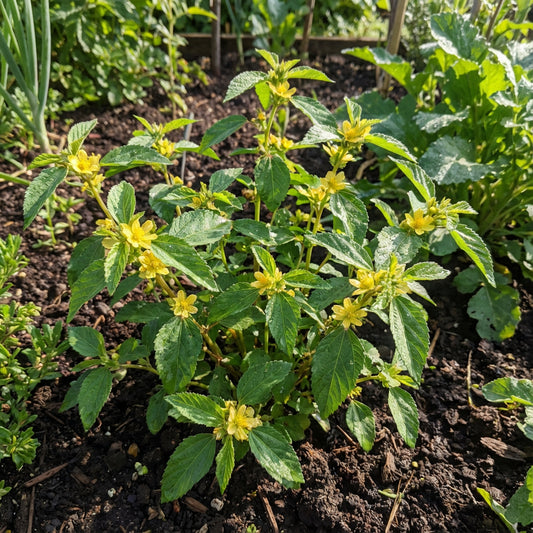 Corchorus Flower Seeds: Essential Planting Guide