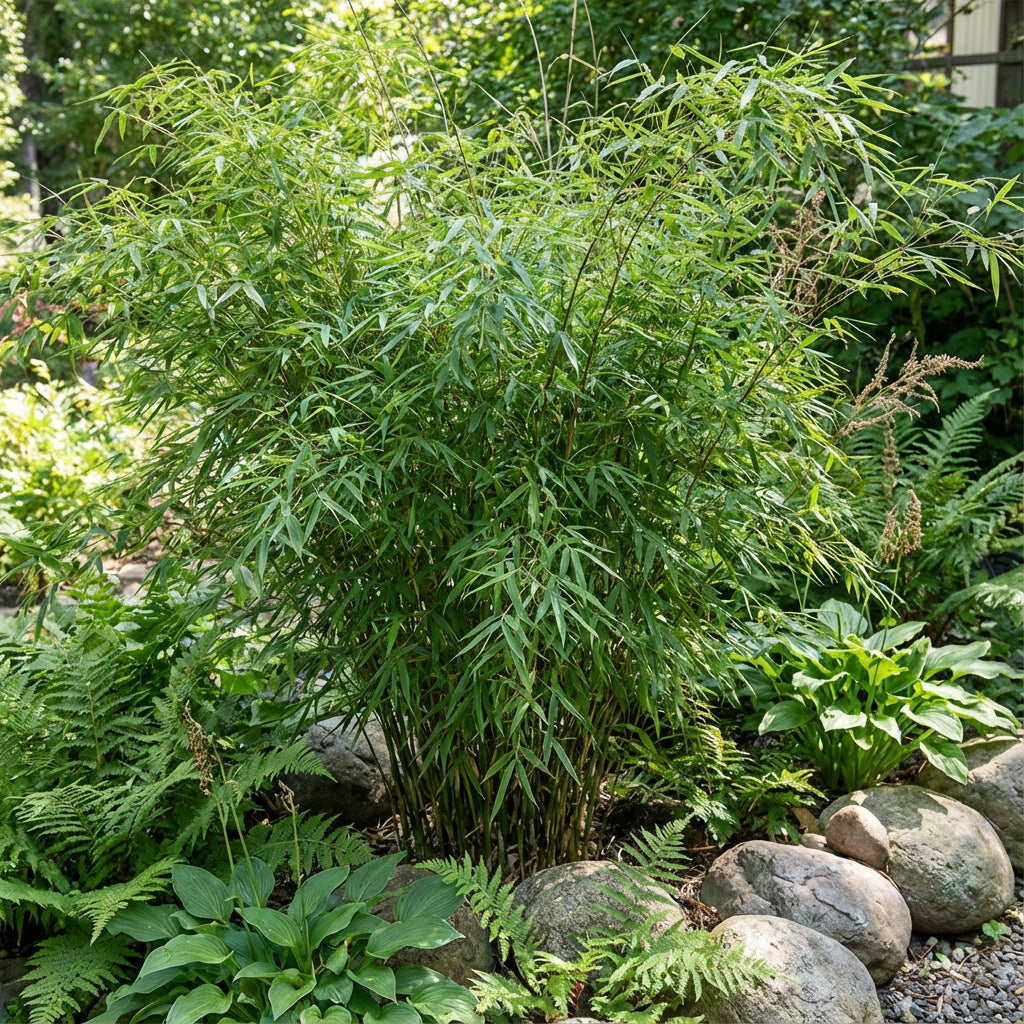 Fargesia Bamboo Seeds for Planting