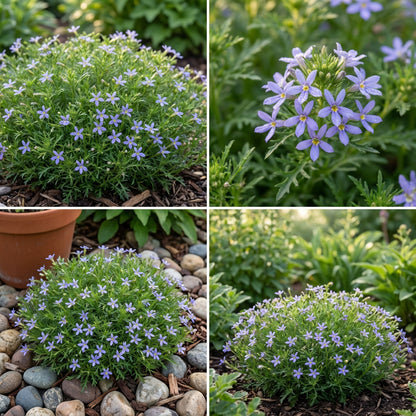 Blue Laurentia Axillaris Flower Seeds for Easy Planting