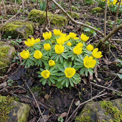 Winterling Flower Seeds for Planting  Seed for Enchanting Blooms and Seasonal Beauty in Your Garden