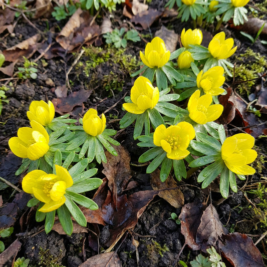 Winterling Flower Seeds for Planting  Seed for Enchanting Blooms and Seasonal Beauty in Your Garden