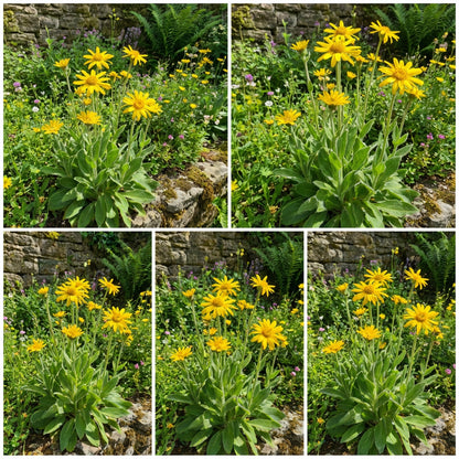 Arnica Flower Seeds for Planting