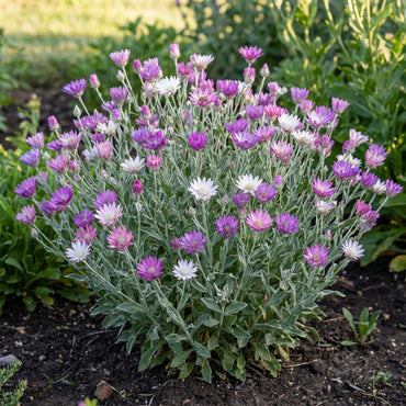 Xeranthemum Annuum Flower Seeds Planting