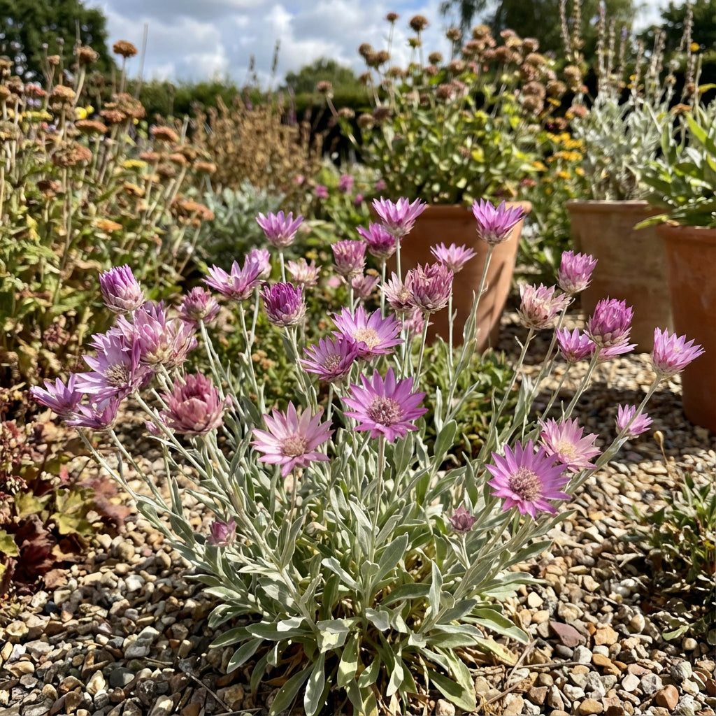 Xeranthemum Annuum Flower Seeds Planting