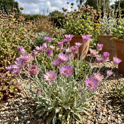 Xeranthemum Annuum Flower Seeds Planting